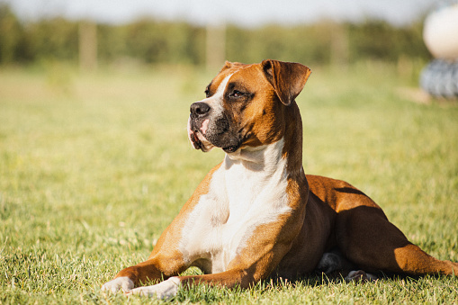 Pit bull dog playing and having fun in the park. Green grass, wooden stakes around. Selective focus.