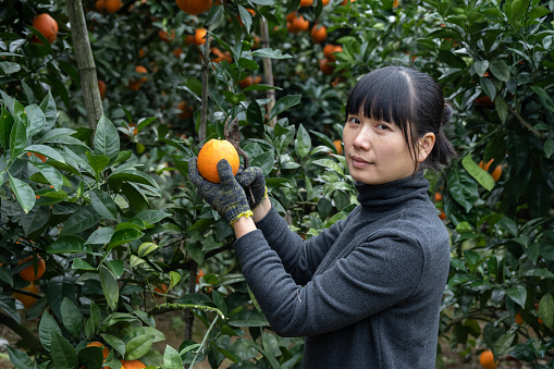 A female farmer picked oranges in her organic orchard
