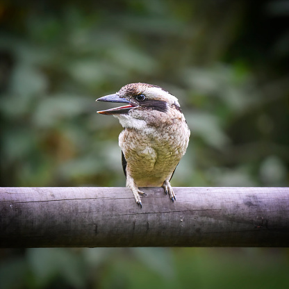 Baby native Laughing Kookaburra in the rainforest waiting to be fed