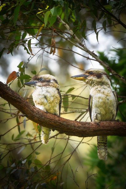 istock Baby Laughing Kookaburra (Dacelo novaeguineae) 1454101956
