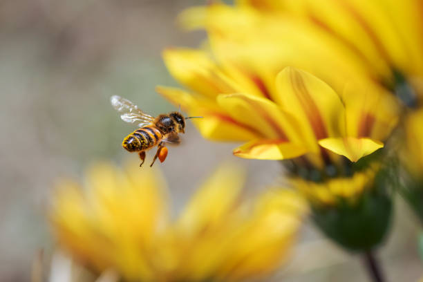 abelha melífera - nature yellow beauty in nature flower head - fotografias e filmes do acervo