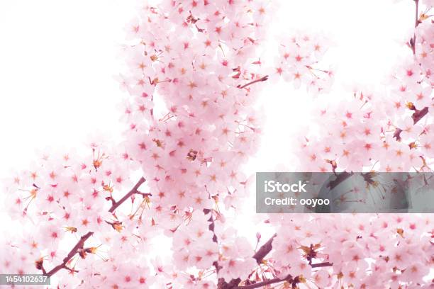 Pink Cherry Blossom Stock Photo - Download Image Now - Backgrounds, Beauty, Beauty In Nature