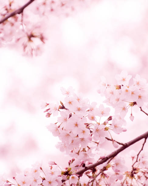 Fiore di ciliegio rosa - foto stock