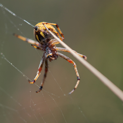 Wasp spider on cobweb in summer field. Argiope bruennichi is species of orb-web spider with striking yellow and black markings. Striped female arachnid on spiderwebb by green blurry background