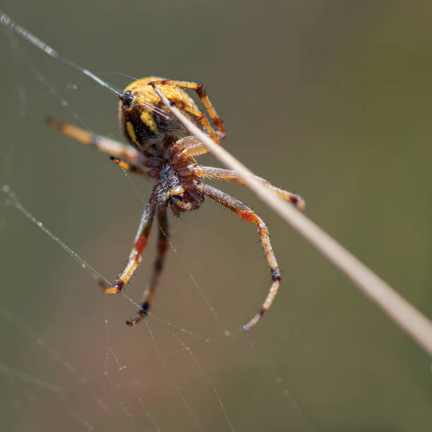 Small spider Bulbous garden spider out in the wild yellow spider stock pictures, royalty-free photos & images