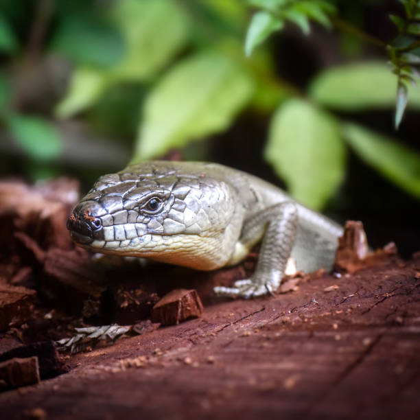 istock Pink Tongued Skink 1454103150