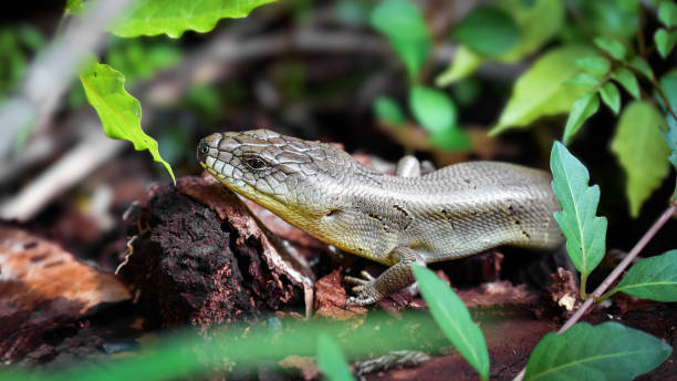 istock Pink Tongued Skink 1454103706