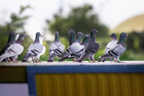 istock group of homing pigeon standing on home trap 1454103712