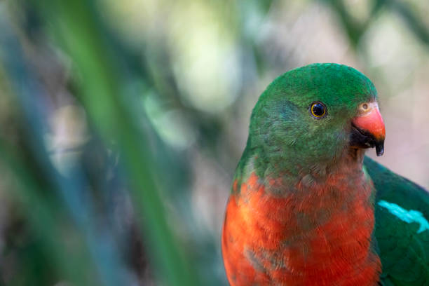 istock King Parrot portrait looking towards the right. 1454103899