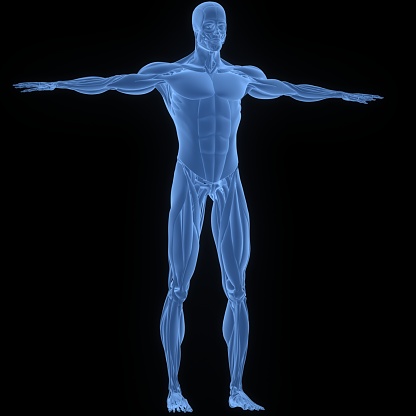 Human body of a man for study, on reaw front view, great to be used in medicine works and health. Isolated on a white background. 