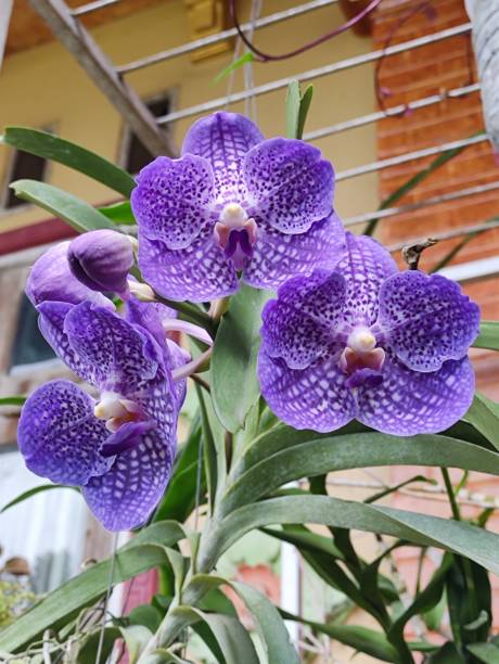 istock Orchid Flower Purple 1454103916