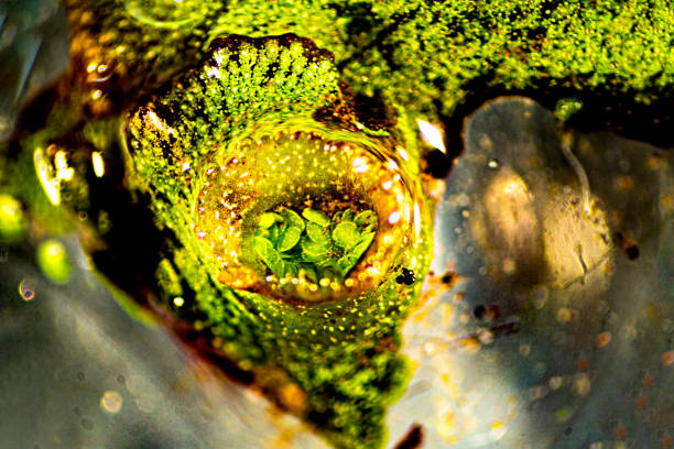 Green frog sitting on a twig in a wetland area in Flevoland, Netherlands during a summer day.