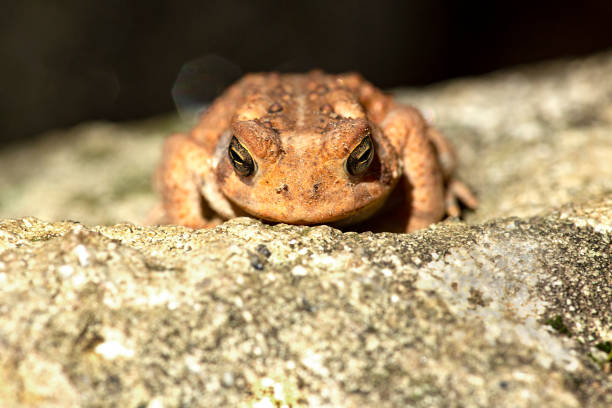 American toad, Bufo americanus, facing the camera while sunning on a rock, at Blackledge Falls park in Glastonbury, Connecticut in the summertime.