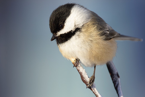 Cute little american northern bird Black-capped chickadee is perched on the tree branch in winter, blue background.