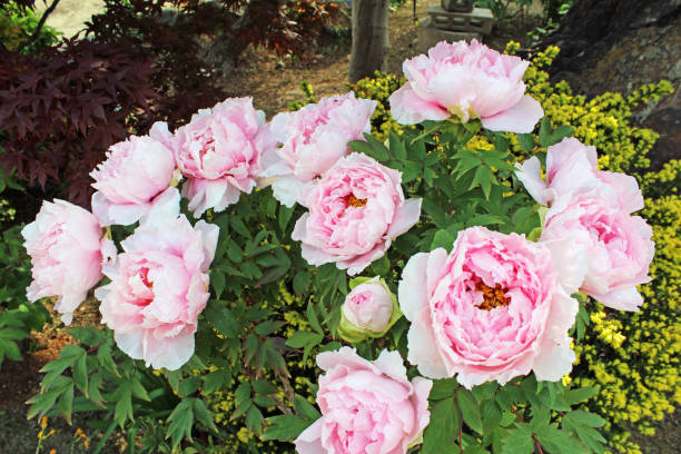 Pink peony flowers in the garden Pink peony flowers in the garden park leaf flower head saturated color stock pictures, royalty-free photos & images