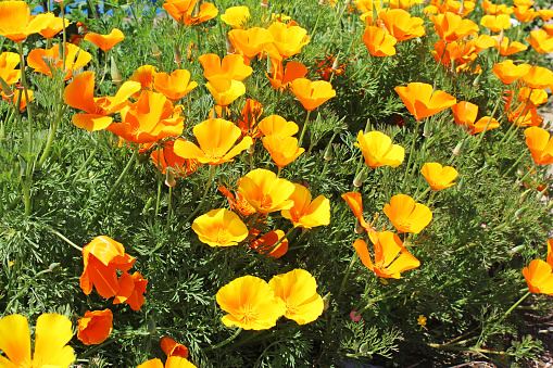 California Poppy and Cream Cups, Eschescholzia californica and Platystemon californicus, growing on a hillside in Pepperwood Nature Preserve; Santa Rosa;  Sonoma County, California. Papaveraceae.