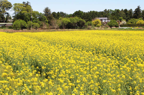 istock Field of rape blossoms in spring 1454106569