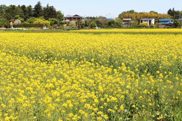 istock Field of rape blossoms in spring 1454106577
