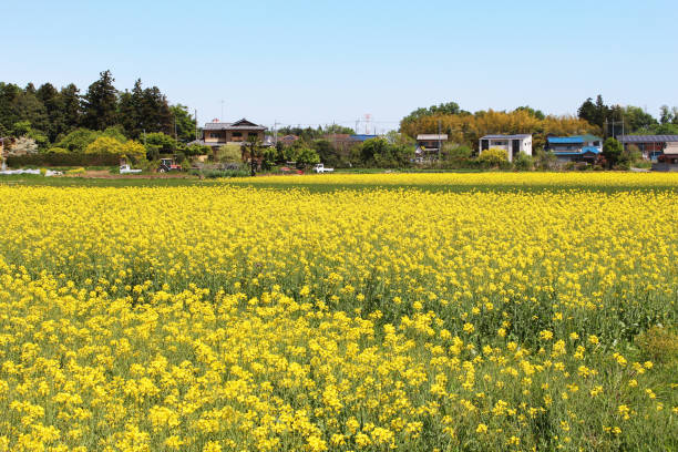 istock Field of rape blossoms in spring 1454106579