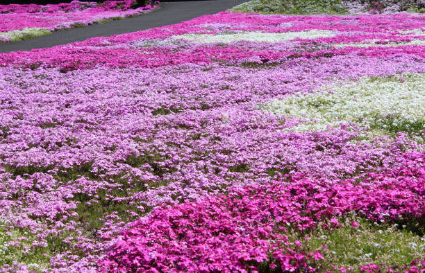 istock Colorful and beautiful moss phlox all over the area. 1454106632