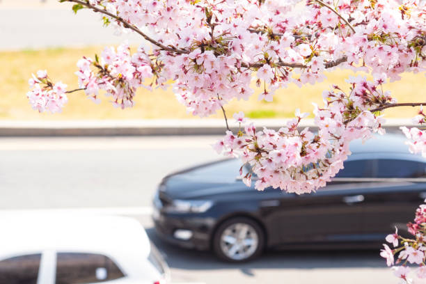istock Cherry Blossoms in the City 1454106637