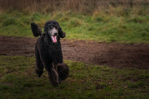 istock STANDARD POODLE RUNNING IN A OFF LEASH AREA 1454107734
