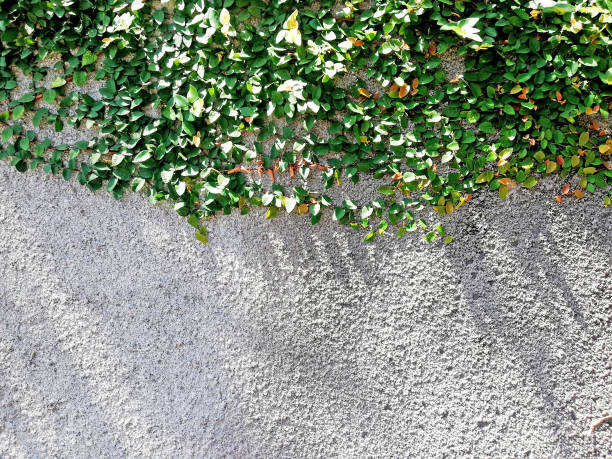 Stone wall background in close up during a day time