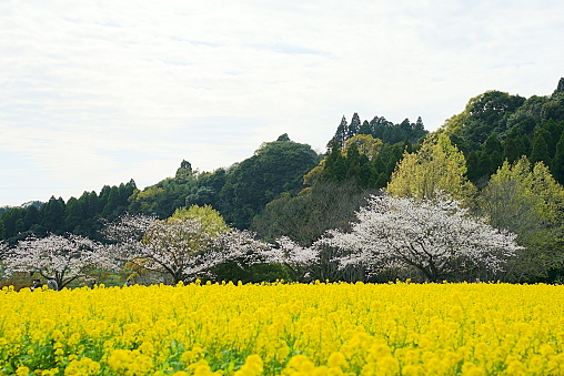 Scenery of cherry blossoms in full bloom and rape blossoms in full bloom