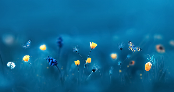 Yellow wild flowers and beautiful blue butterflies. Spring summer background.