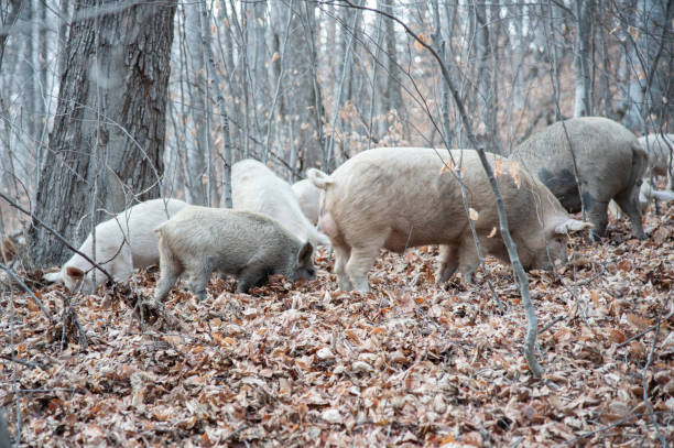 istock wild pig in the autumn forest 1454111252