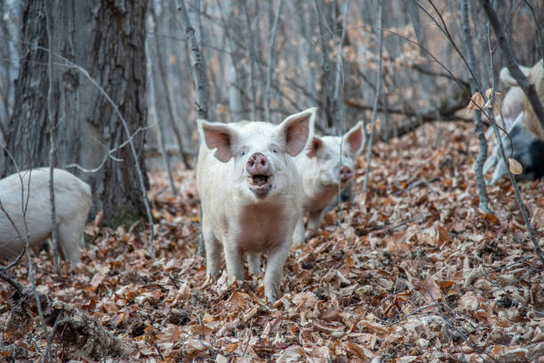 istock wild pig in the autumn forest 1454111255