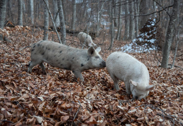 istock wild pig in the autumn forest 1454111814