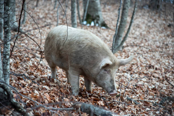 istock wild pig in the autumn forest 1454111838