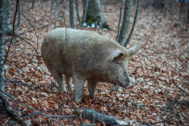 istock wild pig in the autumn forest 1454111843