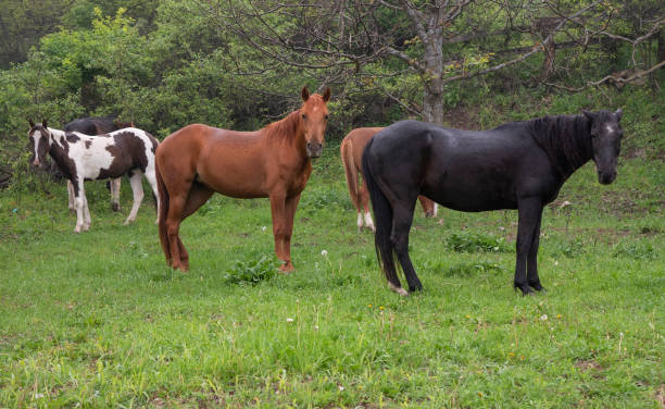 istock wild horses on a spring day, beautiful nature 1454111981
