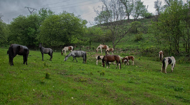 istock wild horses in nature. gloomy day 1454112023