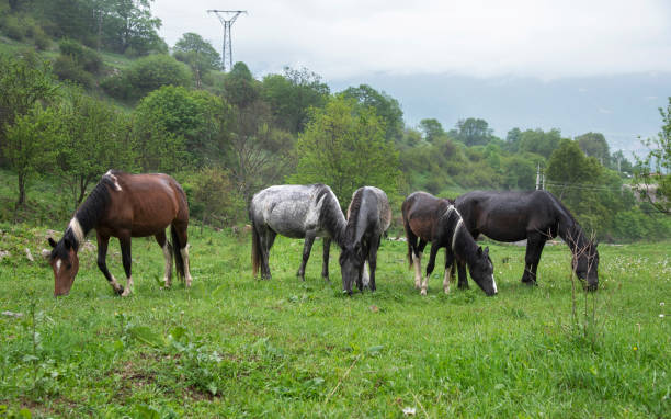 istock wild horses on a spring day, beautiful nature 1454112044