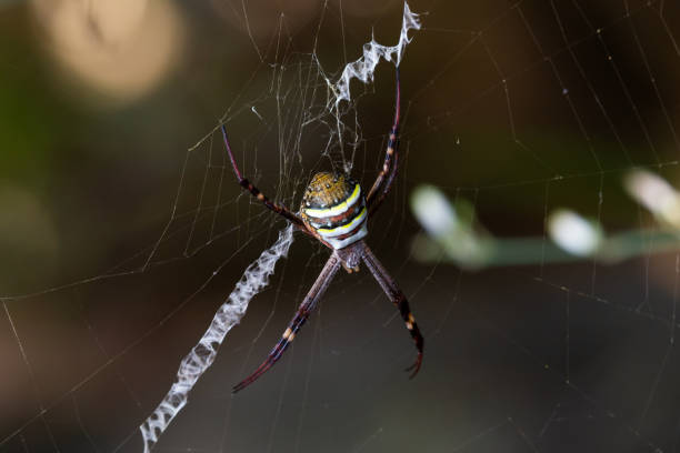 Argiope keyserlingi is a species of orb-web spider found on the east coast of Australia, from Victoria to northern Queensland. It is commonly found in large populations in suburban parks and gardens, particularly among the leaves of Lomandra longifolia. Like many species of orb-web spider, they shows considerable sexual dimorphism, as the females are many times larger than the males. Mature females can be seen during the summer, and seeing multiple males on the web of one female is not uncommon.