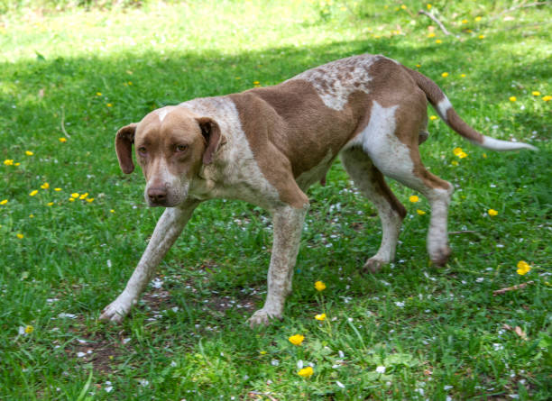 istock hunting dog on green grass 1454112434