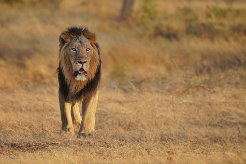 Asiatic Lion resting during a summer morning at the Gir Forest located in Gujarat, India.
