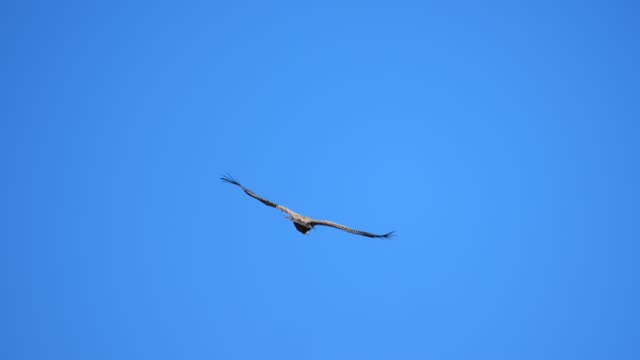 Close-up on an eagle hunting. Hunting of predatory birds. Very intense blue sky. Version 7