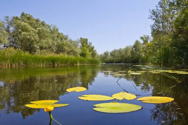 summer river landscape