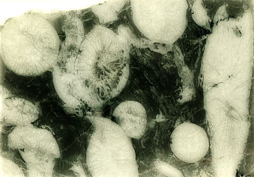 Micrograph of ancient paleozoic Rugosa coral, also known as horn coral, fossils from the Pennsylvanian period. Viewed in a rock matrix as a thin section. Cross sections of individual corals are about 1 cm in diameter. Collected near Blue Mountain in the Peloncillo Mountian Range, New Mexico, USA.