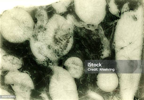 Micrograph Of Ancient Paleozoic Rugosa Coral Fossils Stock Photo - Download Image Now