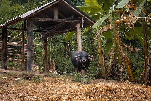 Tethered large water buffalo (Bubalus bubalis) at a farm in the Northern Thailand countryside