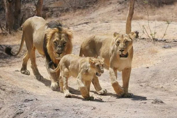 Royal Family of Asiatic lion