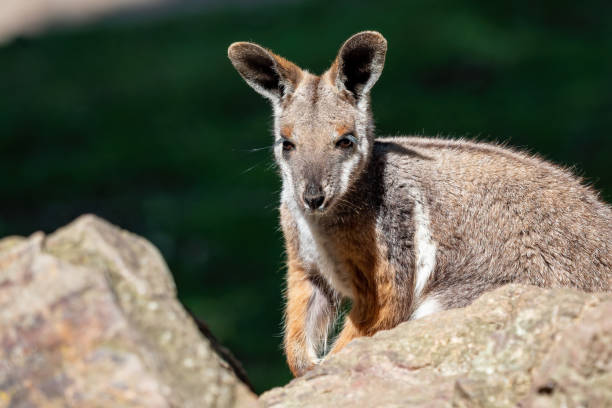 istock Yellow footed rock wallaby sitting on a rock 1454115230