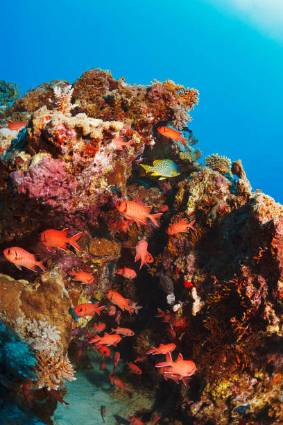 Beautiful sea life. Underwater scene  at coral reef. School of red sea fish,  Soldierfish -  Myripristis murdjan,  Scalefin anthias