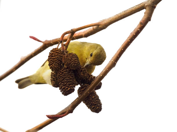 A gold finch perched on a tree eating in the Willamette Valley of Oregon. Has a white background.