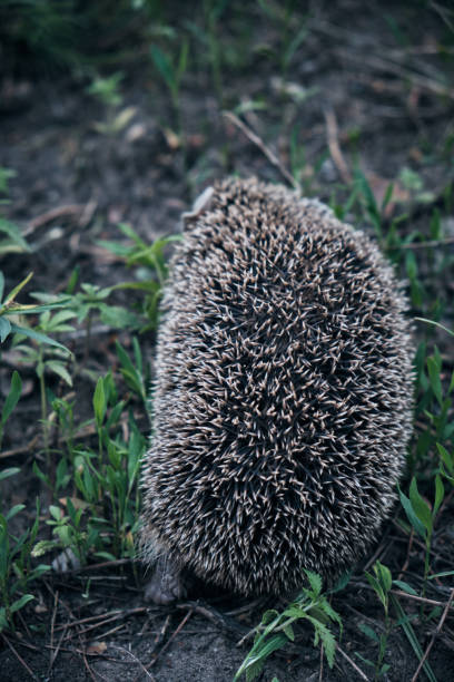 Prickly, needle covered fur wild hedgehog